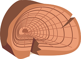 树干红木纹理下载