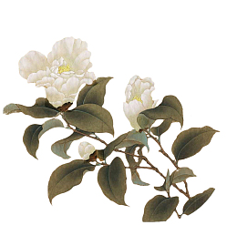 工笔画免扣素材14