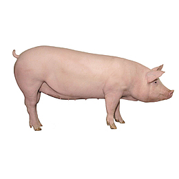 五花猪生动免扣