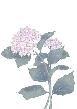 素雅的古风绣球花