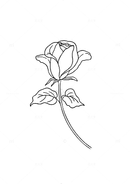 玫瑰花线稿元素