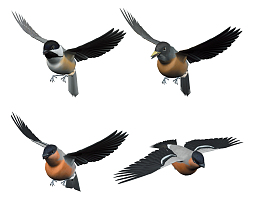 闯荡天空的小鸟