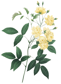 高清老式手绘鲜花花卉素材32