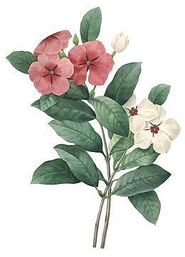 高清老式手绘鲜花花卉素材15