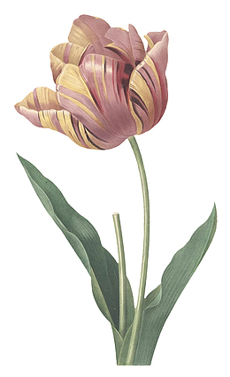 高清老式手绘鲜花花卉素材9