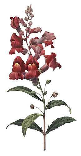高清老式手绘鲜花花卉素材7