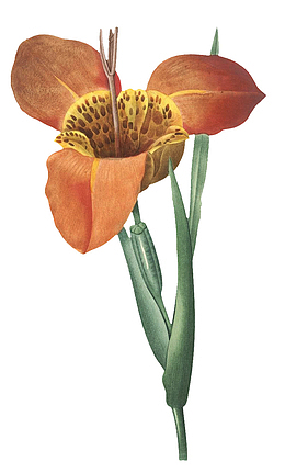 高清老式手绘鲜花花卉素材5