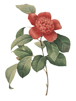 高清老式手绘鲜花花卉素材3