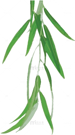 春天柳树柳条