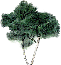 一株清明节青松