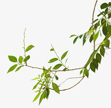 绿色春天树枝素材_绿色春天树枝图片元素-觅元素