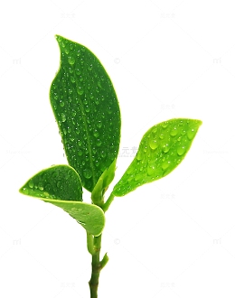 绿茶绿色叶子