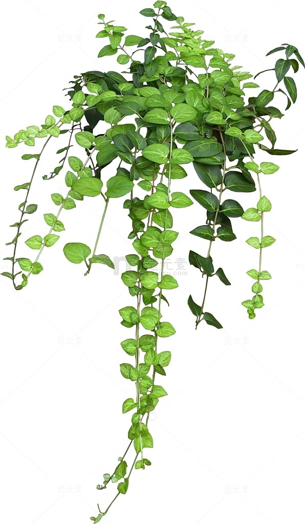 绿萝装饰植物
