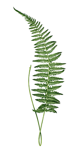野草植物树叶