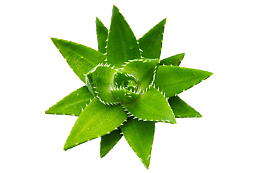 芦荟绿色的叶子