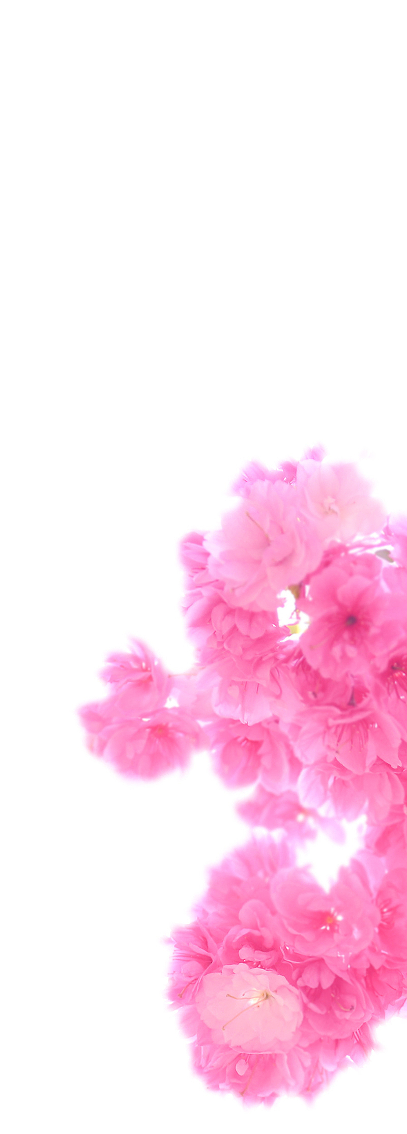 边装饰粉红色樱花