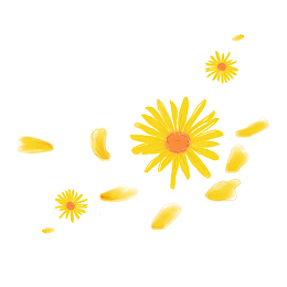 菊花 黄色 菊花 手绘