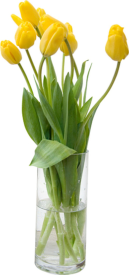 黄色郁金香植物