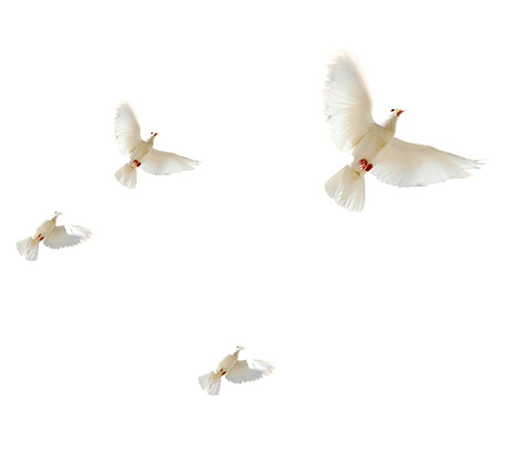 白色和平鸽飞翔