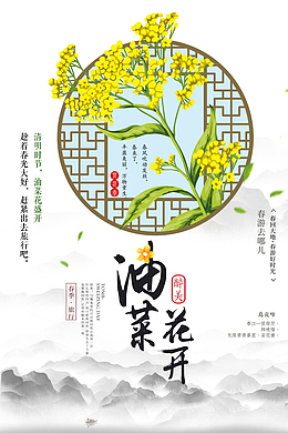 清明时节油菜花盛开