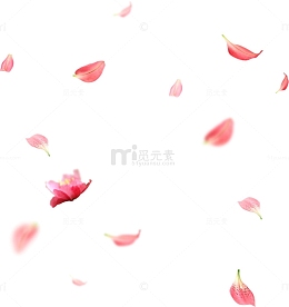 粉色飘落的花瓣