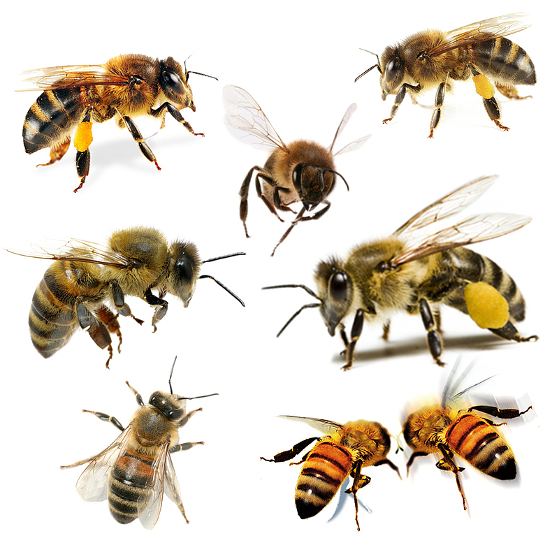 七种样式蜜蜂
