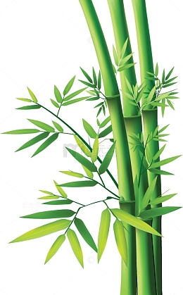 竹子竹叶植物
