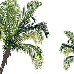 海边的椰子树叶