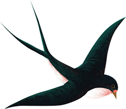 燕子 清明 黑色