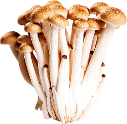 菌类蟹味菇蘑菇