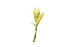 春天绿色嫩芽树上的嫩芽