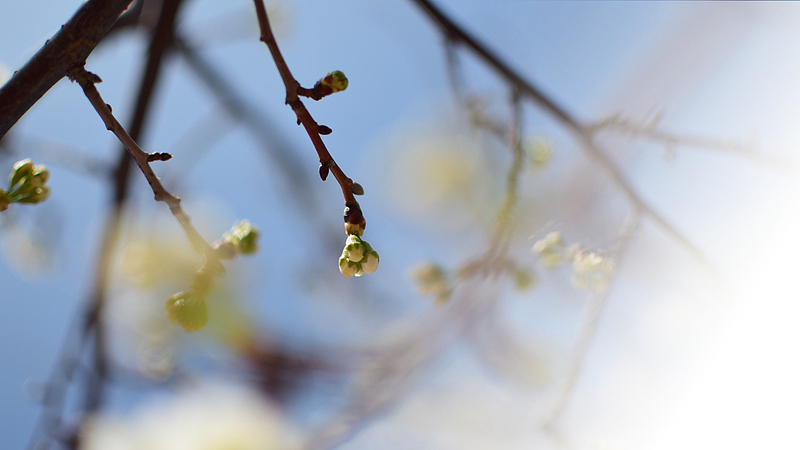 春天樱花摄影背景设计元素之十五