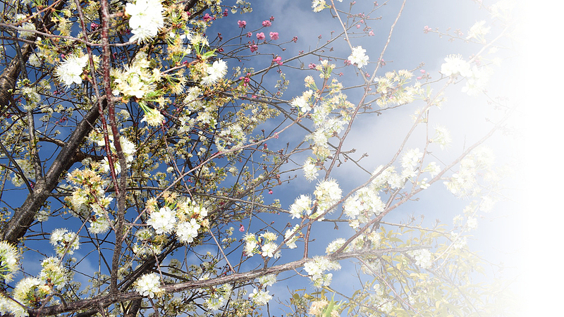 春天樱花摄影背景设计元素之十一
