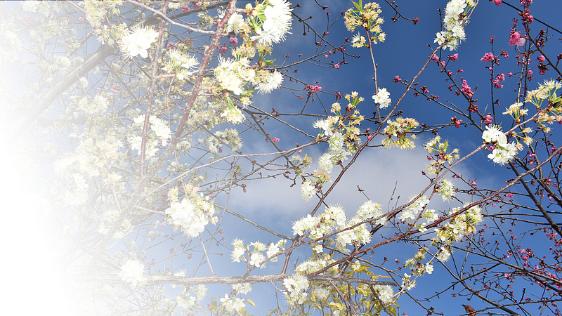 春天樱花摄影背景设计元素之五