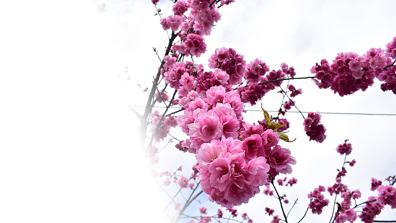 春天樱花摄影背景设计元素之六