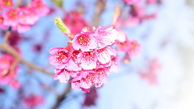 春天樱花摄影背景设计元素之一