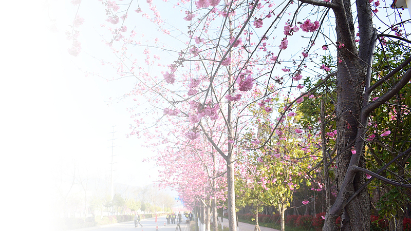 春天樱花摄影背景设计元素之十
