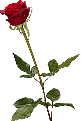 春天绿色玫瑰花带刺