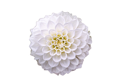 春天绿色白色绣球花