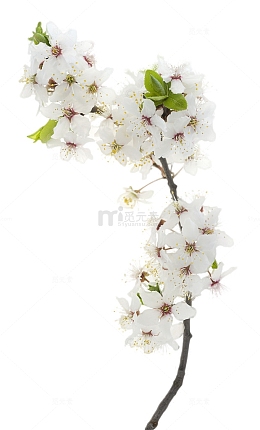白色樱花 桃花