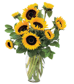 透明花瓶里的向日葵免扣透明png高清图片