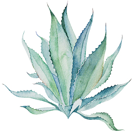 唯美的手绘芦荟