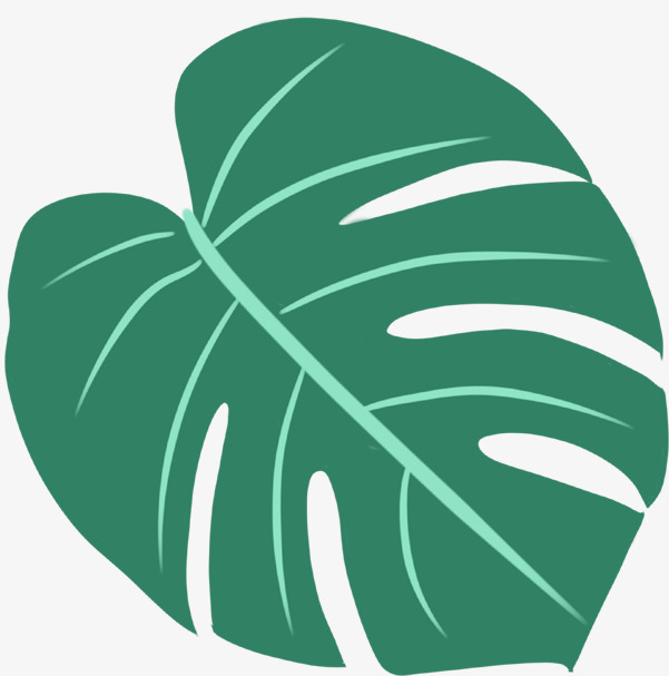 龟背竹叶子清新