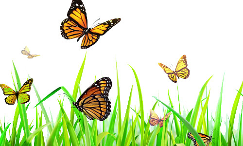 蝴蝶在草地飞舞