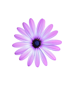 紫色花野菊花