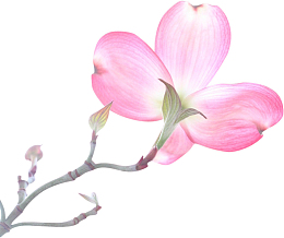 春天绽放的粉色花朵