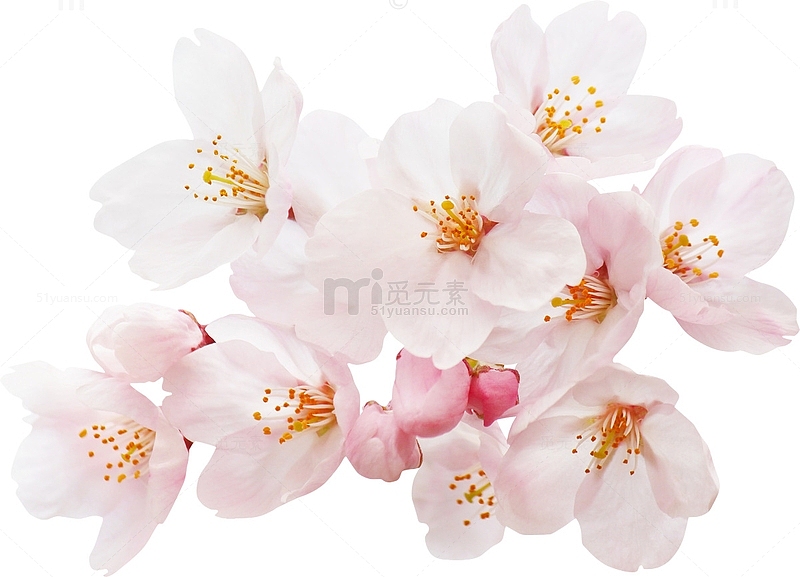 高清粉色樱花