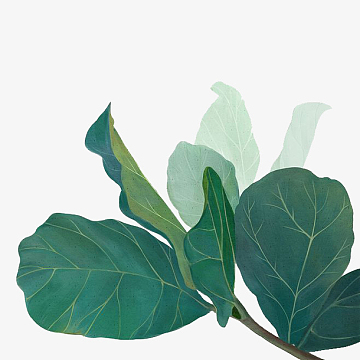 ins风春天绿色植物