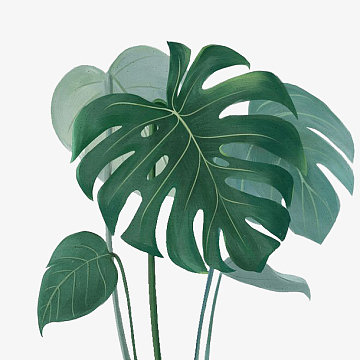 ins风春天绿色植物龟背竹