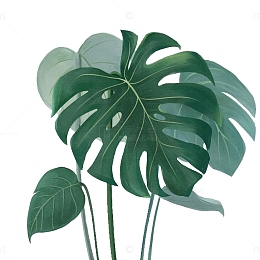 ins风春天绿色植物龟背竹